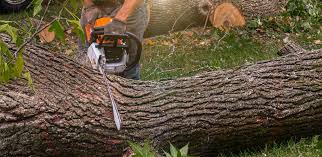 How Our Tree Care Process Works  in  Richfield, UT
