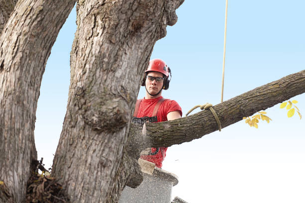 Reliable Richfield, UT Tree Care Solutions